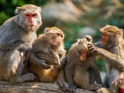 El ser humano ha utilizado a monos para la investigación científica desde finales del Siglo XIX. Pexels