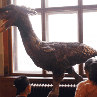 Descubren en Colombia el fósil de un ave extinta que asustó a los científicos