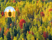 Pando germinó de una sola semilla y todas sus células contenían ADN esencialmente genético. Flickr