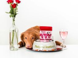 La carne puede ser un complemento ideal en la dieta de los perros, siempre y cuando se elijan cortes adecuados y se prepare de forma segura. ESPECIAL/ Foto de Jamie Street en Unsplash