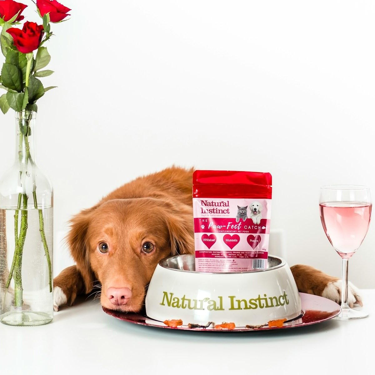 es malo alimentar a los perros con carne