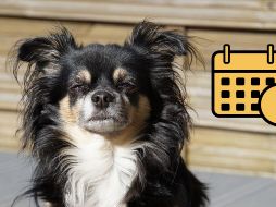 La prevención de problemas de salud, como vacunas y control de parásitos, son clave para una vida larga y saludable. PIXABAY / CANVA