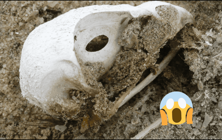 Este descubrimiento es un avance significativo para comprender la evolución de la inteligencia de las aves. Flickr