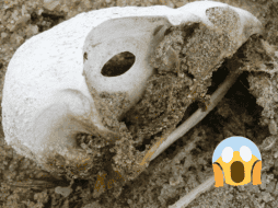 Este descubrimiento es un avance significativo para comprender la evolución de la inteligencia de las aves. Flickr