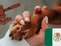 Cámara de Diputados aprueba reforma para prohibir maltrato animal