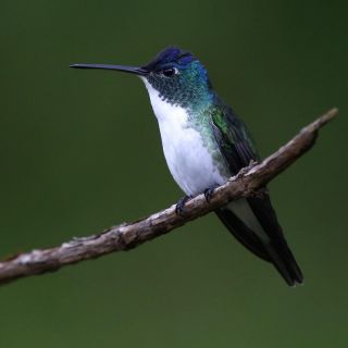 ¿De qué tamaño son los nidos del colibrí?