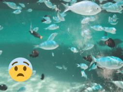 El plancton es la savia de los océanos, ya que sustenta la red trófica marina y el almacenamiento de carbono. Pexels