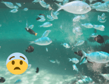El plancton es la savia de los océanos, ya que sustenta la red trófica marina y el almacenamiento de carbono. Pexels