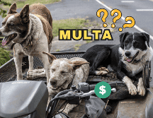 Esta norma en Panamá ha llamado la atención de los defensores de los animales por el ruido de mascotas. Pixabay / J. Chabot