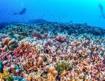 La estructura, que ha estado creciendo unos 300 años, está formada por una 