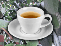 Las hojas de guayaba son ricas en polifenoles, carotenoides, flavonoides y taninos, los cuales benefician el sistema inmunológico. EL INFORMADOR / O. Álvarez