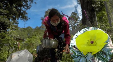 El chicalote es una planta que crece de manera silvestre, por lo que a menudo se le considera maleza. EFE/ARCHIVO/ESPECIAL