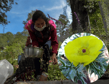 El chicalote es una planta que crece de manera silvestre, por lo que a menudo se le considera maleza. EFE/ARCHIVO/ESPECIAL