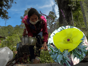 El chicalote es una planta que crece de manera silvestre, por lo que a menudo se le considera maleza. EFE/ARCHIVO/ESPECIAL