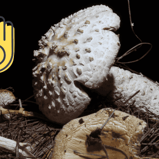 ¿Qué eran los "Niños Santos"? Según María Sabina