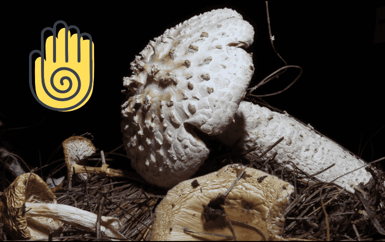 Lo que María Sabina percibía en los 