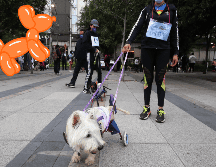 El perrito más longevo se llamaba Bluey, y era un pastor ganadero australiano, el cual vivió hasta los 29 años y 5 meses. SUN / ARCHIVO