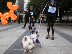 El perrito más longevo se llamaba Bluey, y era un pastor ganadero australiano, el cual vivió hasta los 29 años y 5 meses. SUN / ARCHIVO