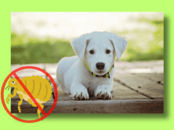 Por medio de su perfil de TikTok e Instagram, el veterinario influencer Chemanimals detalló cuáles son los pasos para hacer un collar antipulgas casero para tu mascota. ESPECIAL