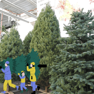 Lugares para comprar un árbol natural navideño en Guadalajara