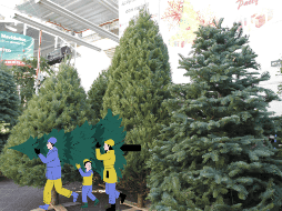 Adquiere un árbol navideño en estos lugares. EL INFORMADOR / ARCHIVO