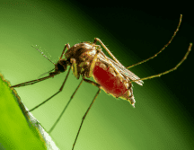 Algunos anticuerpos humanos son capaces de atacar a las proteínas responsables de la malaria severa. Pexels