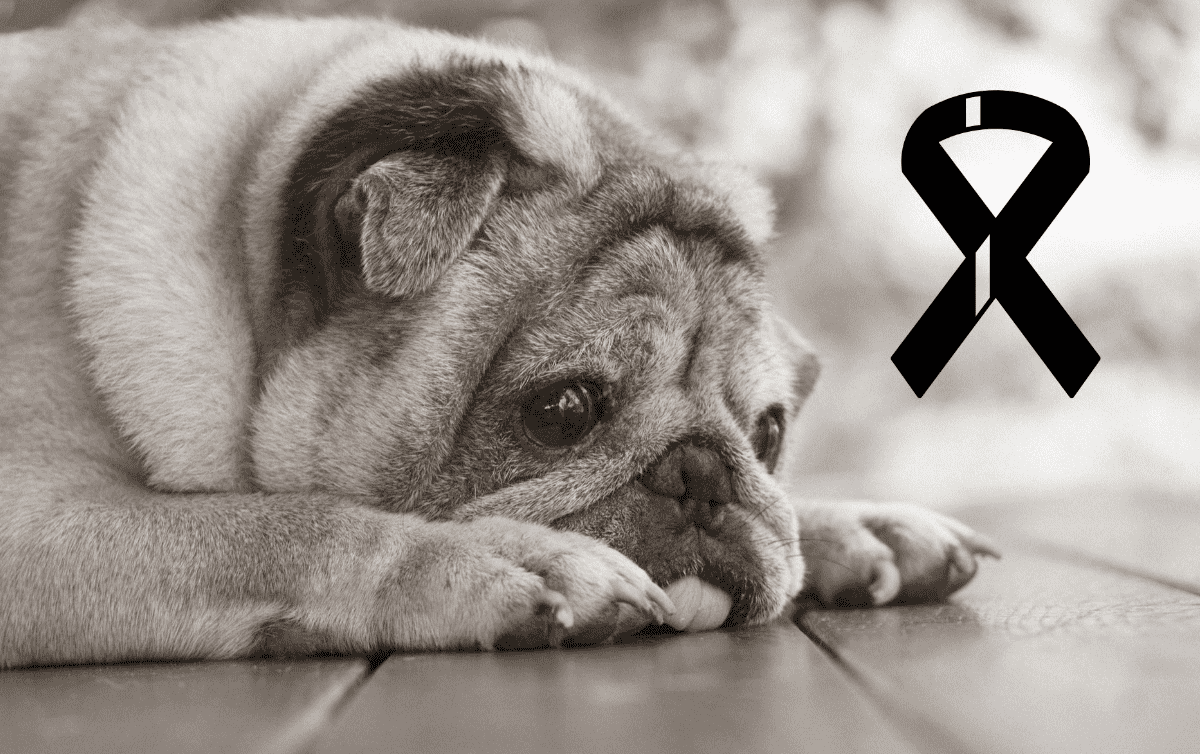 los perros dejan de comer antes de morir