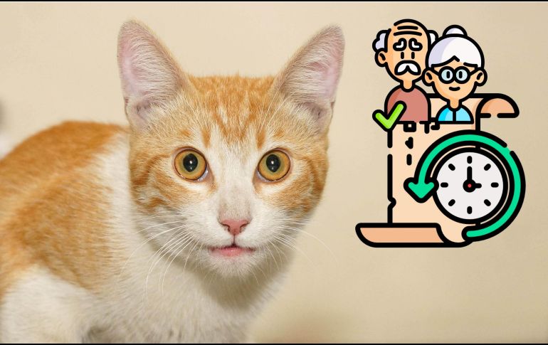 Estas son las razas más longevas de gatos domésticos. SUN / ARCHIVO