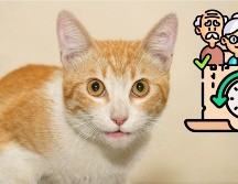 Estas son las razas más longevas de gatos domésticos. SUN / ARCHIVO