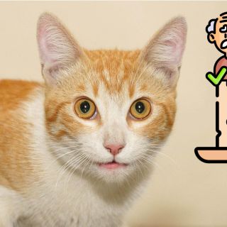 Estas son las razas de gatos que viven más años
