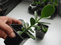 El árbol de jade no es solo una planta decorativa; es un poderoso símbolo de abundancia y buena fortuna. Al seguir estos pasos, puedes activar su energía y atraer prosperidad a tu hogar. CANVA