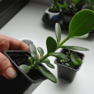 5 claves para activar tu árbol de jade y atraer la prosperidad a tu hogar