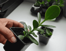 El árbol de jade no es solo una planta decorativa; es un poderoso símbolo de abundancia y buena fortuna. Al seguir estos pasos, puedes activar su energía y atraer prosperidad a tu hogar. CANVA
