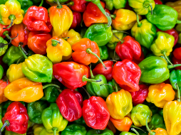 Casi el 50 por ciento de su producción se realiza bajo la modalidad de agricultura protegida (invernadero, malla sombra o macro túnel). CANVA