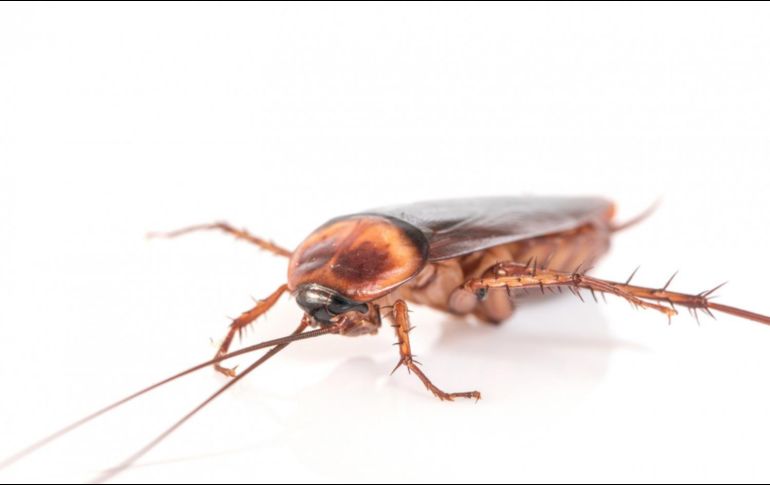 Existen distintos métodos naturales para terminar con las cucarachas. ESPECIAL/ Imagen de jigsawstocker en Freepik