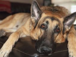 Ver envejecer a tu mejor amigo es un proceso duro y más aún si se encuentra en la familia desde cachorro. ESPECIAL / CANVA 