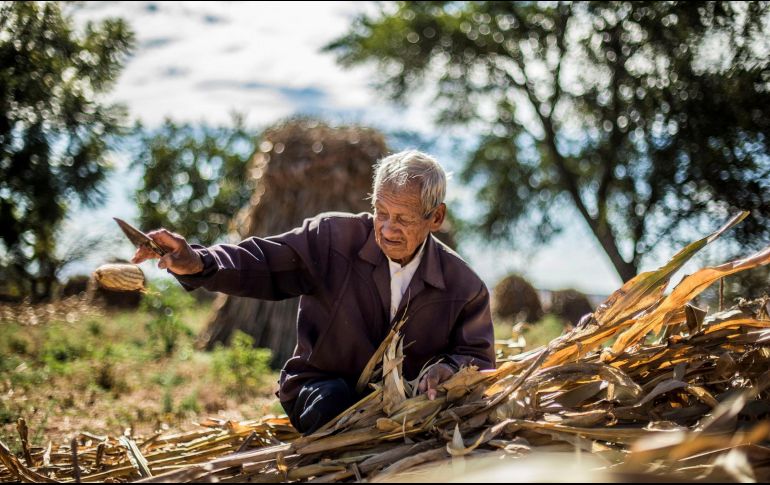 Las abundantes lluvias ayudaron a una buena temporada de cosecha, como el maíz en Jalisco. EL INFORMADOR/Archivo