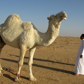 Senadores de EU piden a la FIFA reconsiderar a Arabia Saudita como sede del Mundial 2034