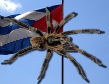 El cuerpo de la nueva especie de araña peluda mide unos 2,54 centímetros de ancho. PIXABAY / EFE / D. ORTIZ