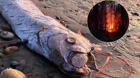 El pez remo ha sido culturalmente vinculado con eventos apocalípticos y terremotos. CANVA / FACEBOOK @Scripps Institution of Oceanography