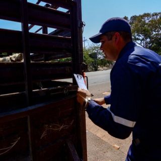 Refuerzan medidas de inspección de ganado ante el riesgo del ingreso del gusano barrenador