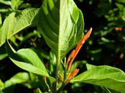 El muicle destaca por ser de origen mexicano y por su influencia en la época prehispánica. ESPECIAL/ Universidad de Guadalajara