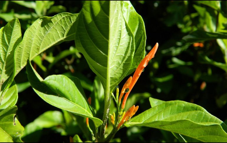 El muicle destaca por ser de origen mexicano y por su influencia en la época prehispánica. ESPECIAL/ Universidad de Guadalajara