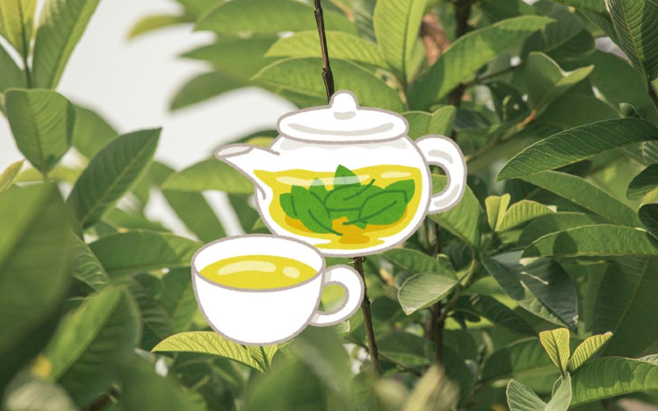 Debes consumirlo con moderación pues tiene efecto diurético. UNSPLASH / C. CHAURASIA