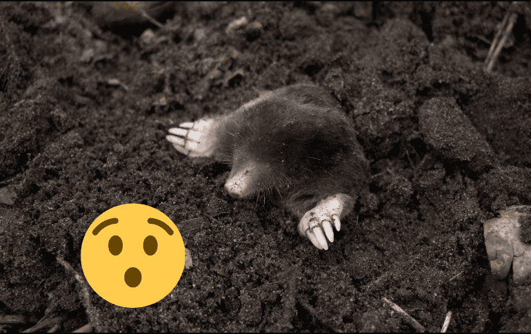 Estos animales son excavadores, conocidos por su gran habilidad para hacer túneles y caminos a través de la hojarasca, la vegetación y el suelo. Pexels