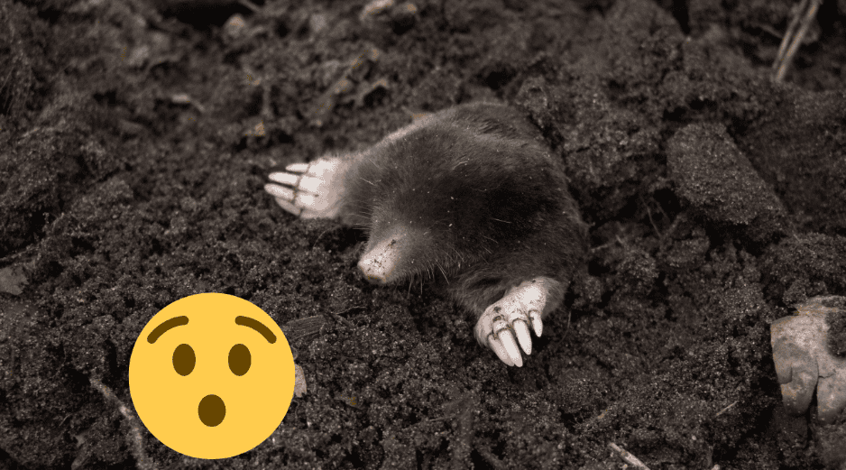 Estos animales son excavadores, conocidos por su gran habilidad para hacer túneles y caminos a través de la hojarasca, la vegetación y el suelo. Pexels