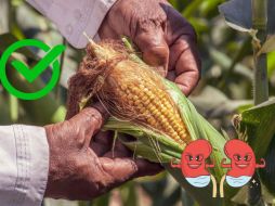 La infusión de pelos de elote tiene efectos diuréticos. ESPECIAL/Pexels