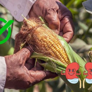 ¿Cómo se prepara el agua de pelos de elote para limpiar los riñones?