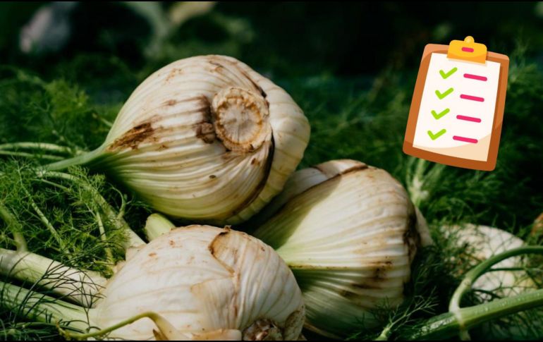 El hinojo es una planta versátil, cuyas semillas y bulbo ofrecen propiedades terapéuticas que han sido estudiadas a lo largo del tiempo.ESPECIAL/Pexels y Canva