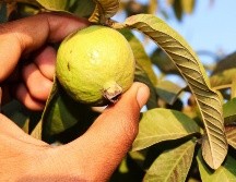 Es importante desinfectar muy bien los ingredientes antes de su uso para evitar cualquier contaminación en el té de guayabba. ESPECIAL/Imagen de Rizwan Ali en Pixabay